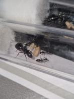 Camponotus foreli, Dieren en Toebehoren, Mieren