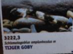 Tijger goby, Vis, Zoetwatervis