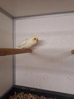 Tamme forpus, Dieren en Toebehoren, Mannelijk, Parkiet