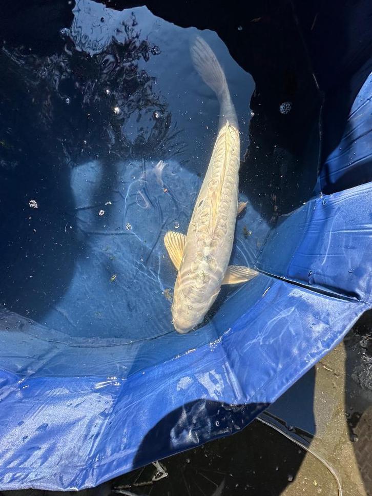 Doitsu Platinum Ogon Japanse koi, Dieren en Toebehoren, Vissen | Vijvervissen, Karper of Koi