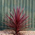 Cordyline australis "red star" p19, Ophalen of Verzenden, Zomer, Volle zon