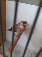 Putter x kanarie, Dieren en Toebehoren, Vogels | Kanaries, Mannelijk, Bastaard