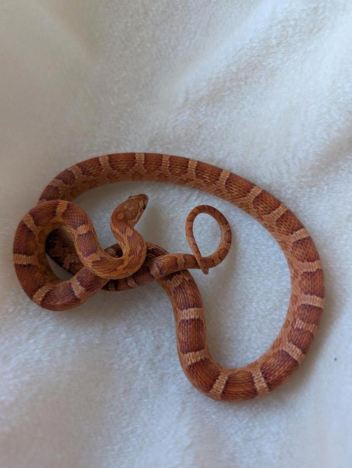 Koppel heterozygoot scaleless / palmetto corns