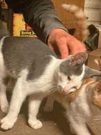 Boerderij poesjes, Dieren en Toebehoren, Katten en Kittens | Overige Katten, Meerdere dieren, Kortharig, 0 tot 2 jaar