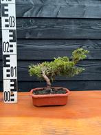 Bonsai Jeneverbes shohin, Ophalen of Verzenden, Overige soorten, Minder dan 100 cm