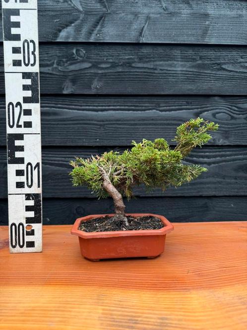Bonsai Jeneverbes shohin, Tuin en Terras, Planten | Bomen, Overige soorten, Minder dan 100 cm, Ophalen of Verzenden