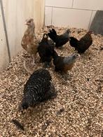 Diverse ras krielen! Barnevelder, hollandse, australorp, etc, Dieren en Toebehoren, Pluimvee, Meerdere dieren, Kip