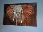 Olifant Glasschilderij te koop, Huis en Inrichting, Woonaccessoires | Schilderijen, Tekeningen en Foto's, Ophalen of Verzenden