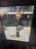 Aquarium met vissen en pomp eb kachel, Dieren en Toebehoren, Vissen | Aquariumvissen, Vis