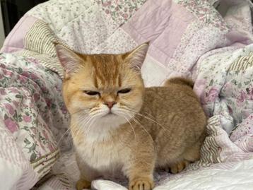 Munchkin Katze beschikbaar voor biedingen
