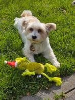 Boomer pup in het voorjaar gezocht, Dieren en Toebehoren, Overige rassen, 8 tot 15 weken, Teef, Eén hond