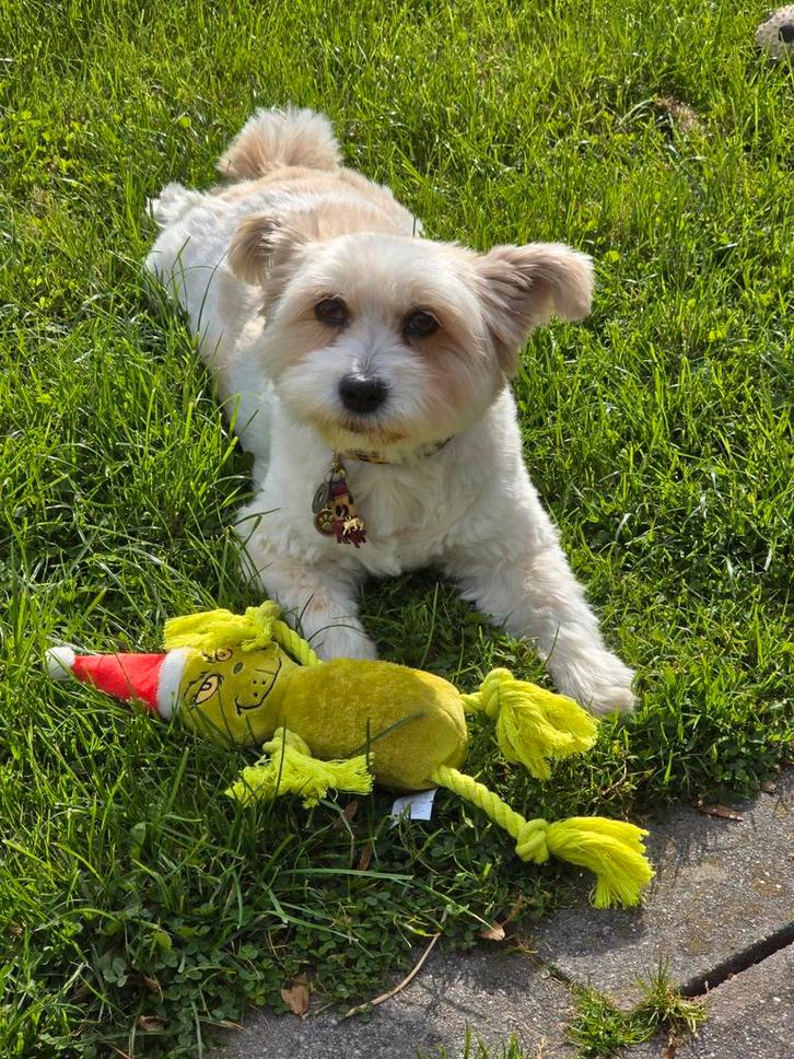 Boomer pup in het voorjaar gezocht, Dieren en Toebehoren, Honden | Chihuahua's en Gezelschapshonden, Teef, Overige rassen, Particulier
