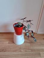 Tradescantia, Huis en Inrichting, Kamerplanten, Ophalen, Halfschaduw, Minder dan 100 cm