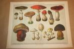 Antieke kleurenlitho - Giftige paddestoelen - Ca 1885 !!, Antiek en Kunst, Ophalen of Verzenden
