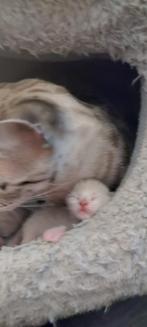 Savannah kittens F7 zuiver ras met stamboom., Dieren en Toebehoren, Katten en Kittens | Raskatten | Korthaar, Kater, Gechipt, 0 tot 2 jaar