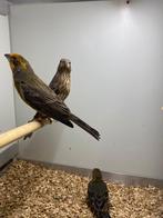 Mexicaanse roodmussen koppels, Dieren en Toebehoren, Vogels | Overige Vogels, Meerdere dieren