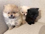 Prachtige Pomeriaan | minikees | bearface | puppy’s, Dieren en Toebehoren, Parvo, Keeshond, 8 tot 15 weken, Meerdere
