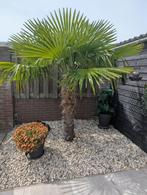 palmboom, 100 tot 250 cm, Zomer, Palmboom, Ophalen