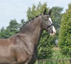 Super braaf Z2 paard v.Johnson, Dieren en Toebehoren, Paarden, ZZ, Gechipt, Ruin, Dressuurpaard