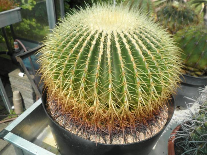 Echinocactus te koop (voor de liefhebber met broeikas!), Huis en Inrichting, Kamerplanten, Overige soorten, Minder dan 100 cm