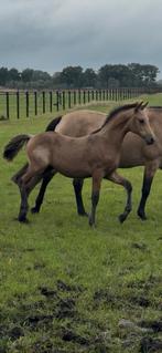 New forrest hengst veulen, duitse rijpony merrie veulen, Hengst, Niet van toepassing, 0 tot 2 jaar