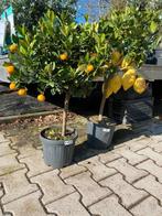 Citrus boompjes op stam en klein voor buiten en binnen, Ophalen, Overige soorten, Volle zon