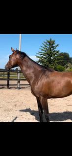 Lets dance X Zhivago 3 jaar merrie, Dieren en Toebehoren, Paarden, Merrie, Dressuurpaard, 3 tot 6 jaar