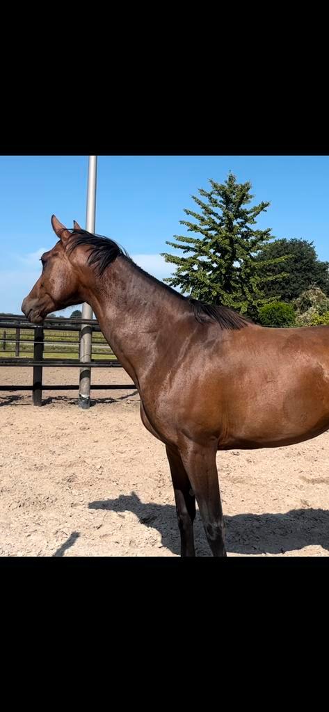 Lets dance X Zhivago 3 jaar merrie, Dieren en Toebehoren, Paarden, Merrie, 3 tot 6 jaar, Dressuurpaard