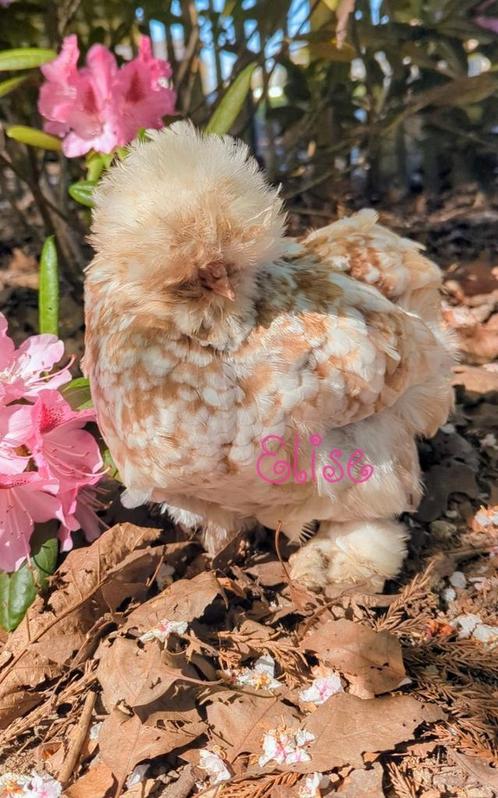 Broedeieren mottled usa zijdehoenders zijdehoen kippen, Dieren en Toebehoren, Pluimvee, Kip