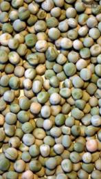 Gezocht 100-200kg gedroogde erwten, Ophalen, Pluimvee