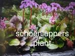schoenlappersplant, Ophalen, Overige soorten, Volle zon