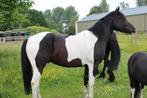 Lieve knuffel pony, Dieren en Toebehoren, Paarden, Ruin, Recreatiepaard