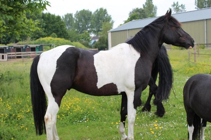 Lieve knuffel pony, Dieren en Toebehoren, Paarden, Ruin, Recreatiepaard