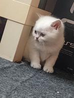 britse korthaar kittens, Dieren en Toebehoren, Katten en Kittens | Overige Katten, Geslacht onbekend, Kortharig, 0 tot 2 jaar