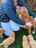 Nova scotia duck tolling retriever, Nederland, Parvo, Overige rassen, 8 tot 15 weken