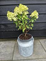 Hortensia, Tuin en Terras, Planten | Tuinplanten, Ophalen, Zomer, Overige soorten, Halfschaduw