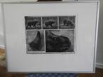 Ets - Gesigneerd - Jan Hurx - Rhinoceros Vnicornis - nr VII, Antiek en Kunst, Kunst | Etsen en Gravures, Ophalen