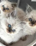 Lieve gezonde Britse langhaartjes, Dieren en Toebehoren, Katten en Kittens | Raskatten | Langhaar, Meerdere dieren