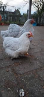 Mooie jonge cochin kriel haan!, Dieren en Toebehoren, Mannelijk, Kip