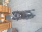 Pomeriaantje, laatste uit nest., 15 weken tot 1 jaar, CDV (hondenziekte), Eén hond, Nederland