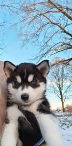 Prachtige husky pups, Dieren en Toebehoren, 8 tot 15 weken, Meerdere, Meerdere dieren, Nederland