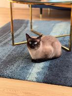 Dekkater Siamees, Dieren en Toebehoren, Kater