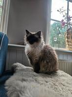 Heeel goed huisje gezocht voor onze ragdoll poes, Poes