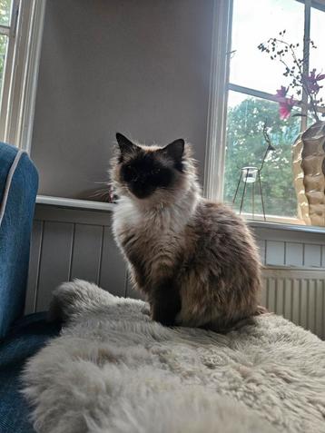 Heeel goed huisje gezocht voor onze ragdoll poes beschikbaar voor biedingen