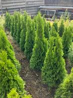 20 Coniferen ca. 110 cm hoog, Tuin en Terras, Planten | Bomen, Bloeit niet, Overige soorten, 100 tot 250 cm, Ophalen