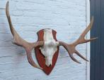 SCANDINAVISCH ELAND GEWEI OP HOUTEN SCHILD (ref. O), Verzamelen, Dierenverzamelingen, Ophalen, Gebruikt, Hert, Gewei of Kop