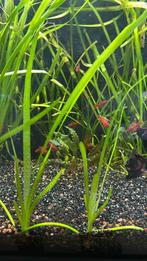 Vallisneria, Dieren en Toebehoren, Vissen | Aquaria en Toebehoren, Ophalen, Nieuw, Plant(en), Steen of Hout