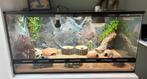 Terrarium met luipaardgekko’s TE KOOP, Dieren en Toebehoren, Reptielen en Amfibieën, Overige soorten, Met terrarium