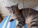 Jarela, Kiwoko, 21-05-2023 gered van een dak, Dieren en Toebehoren, Kater, Kortharig, 0 tot 2 jaar