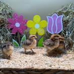 Jonge tamme Cream legbar kuikens gesekst en ingeënt, Meerdere dieren, Kip